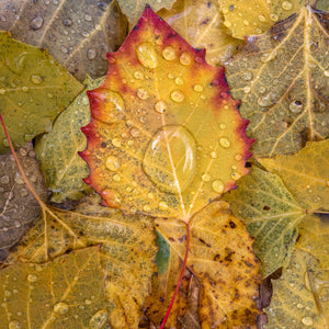 Acadia Photography Workshops