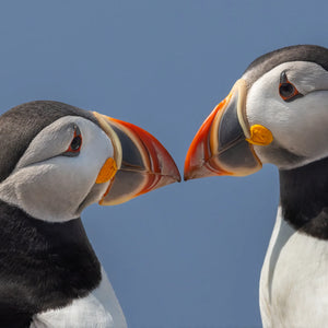 Photograph of puffins on Machias Seal Island during a Down East Adventures photography workshop by John K. Putnam.