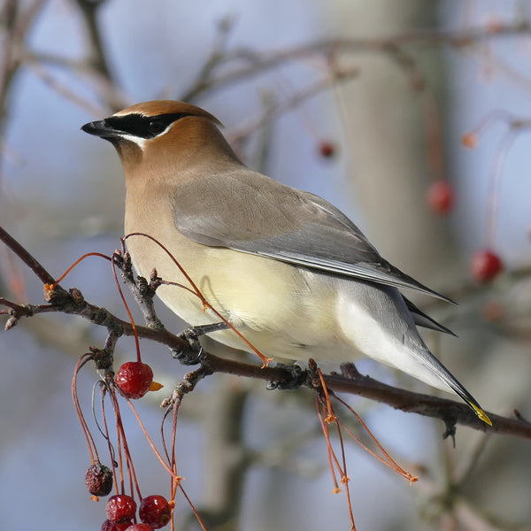 Monhegan Birding Workshop