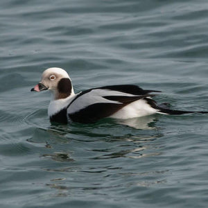Long-tailed duck winter waterbird from Down East Adventures Winter Waterbirds Workshop, showing its distinctive long tail and winter plumage.