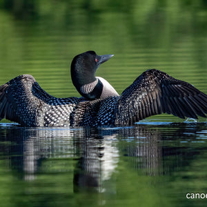 North Woods Wildlife Photography Adventure