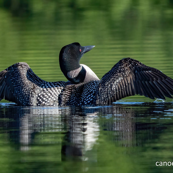 North Woods Wildlife Photography Adventure