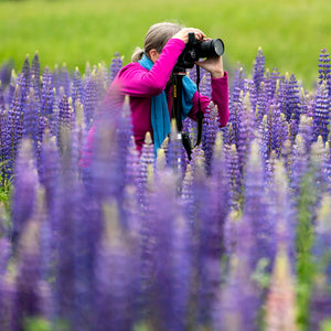 Lupine Photography Workshop by Down East Adventures showcasing photographers capturing vibrant lupine flowers in bloom.