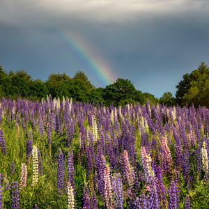 Lupine Photography Workshop by Down East Adventures, featuring a scenic outdoor setting with vibrant lupine flowers.
