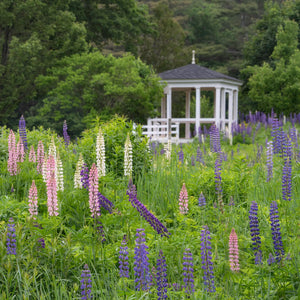 Lupine Photography Workshop by Down East Adventures, showcasing vibrant lupine flowers in a scenic outdoor setting.