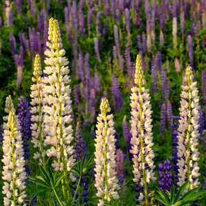 Lupine Photography Workshop by Down East Adventures, showcasing participants capturing vibrant lupine flowers in nature.