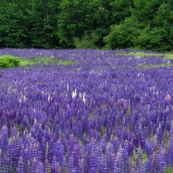 Lupine Photography Workshop