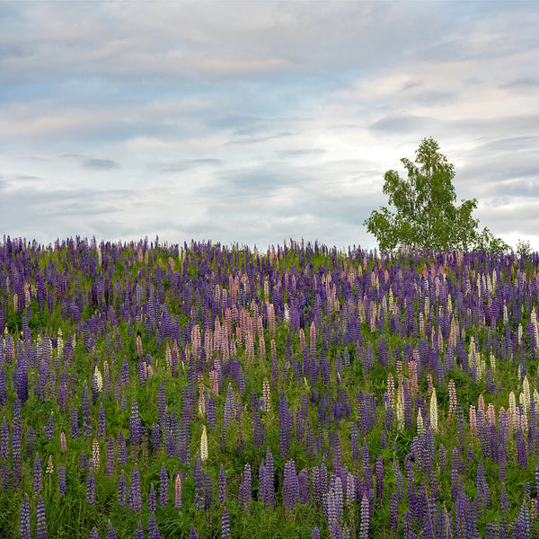Lupine Photography Workshop