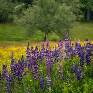 Lupine flowers in full bloom with a tree backdrop at the Down East Adventures photography workshop.