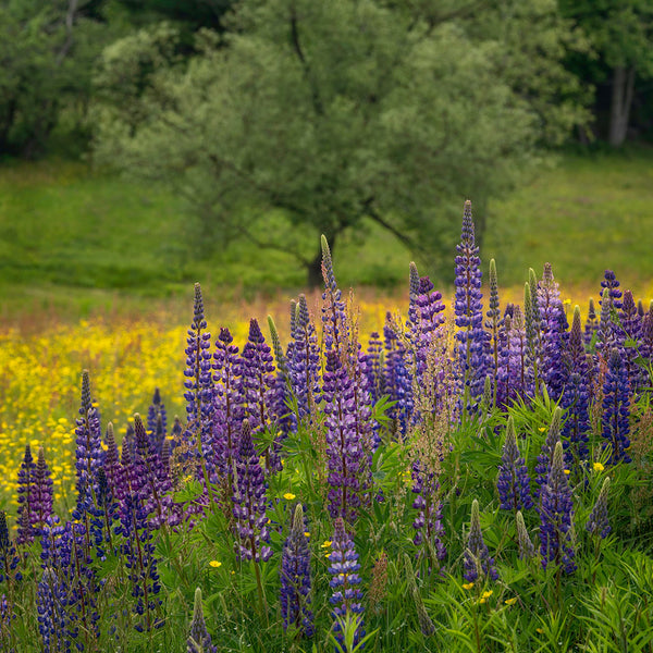 Lupine Photography Workshop