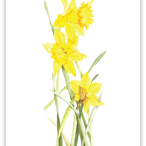 Lyn Snow Spring Flowers Prints | Maine Artwork | Down East Shop ...
