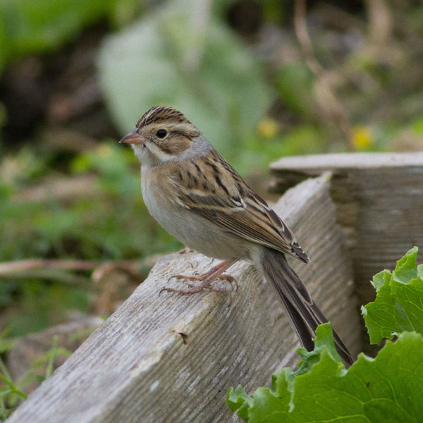 Monhegan Birding Workshop