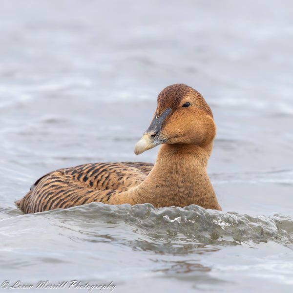 Puffins and Seals Photography Cruise to Eastern Egg Rock
