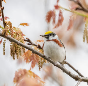 Introduction to Bird Photography