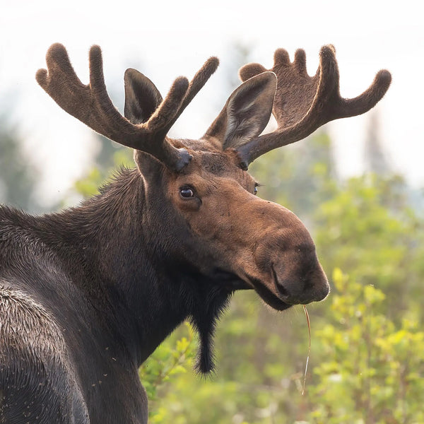 North Woods Wildlife Photography Adventure