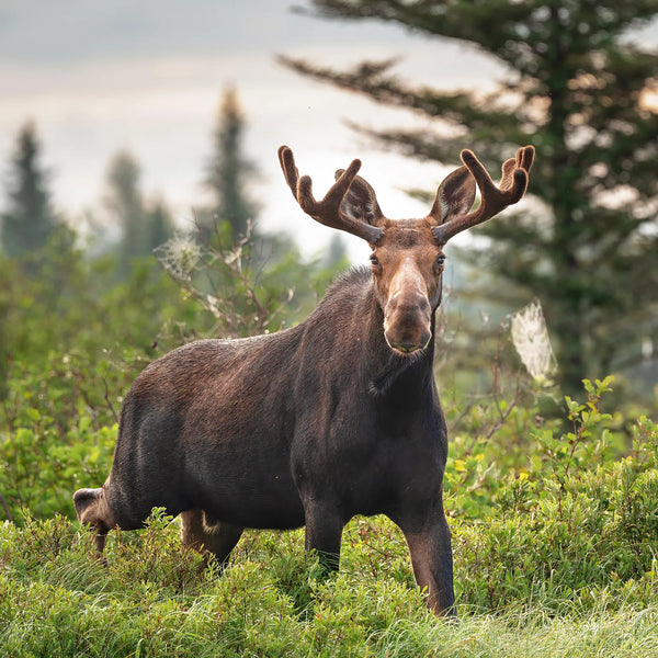 North Woods Wildlife Photography Adventure