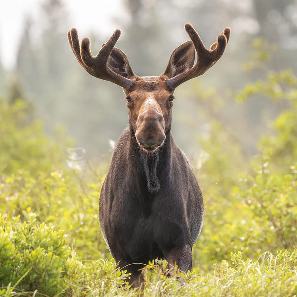 North Woods Wildlife Photography Adventure