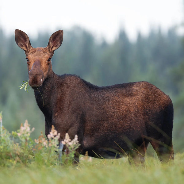 North Woods Wildlife Photography Adventure