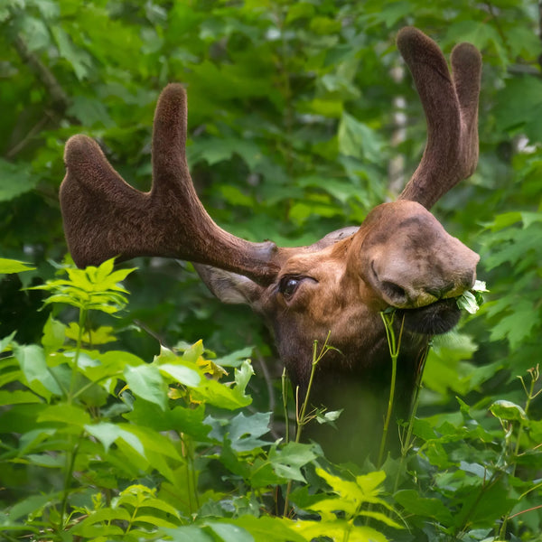 North Woods Wildlife Photography Adventure