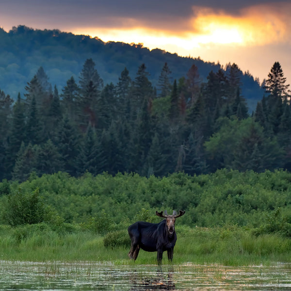 North Woods Wildlife Photography Adventure