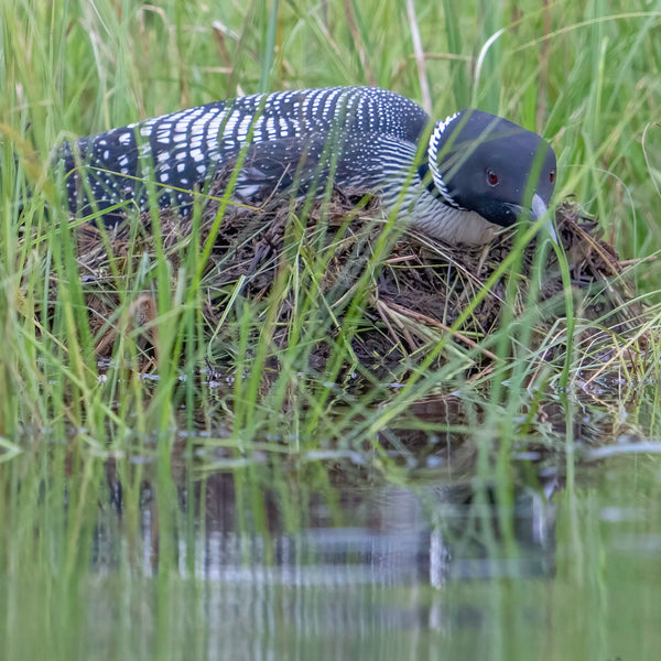 North Woods Wildlife Photography Adventure