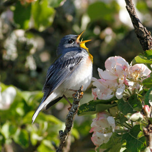 Northern Parula bird from the Spring Songbirds Workshop by Down East Adventures, shown perched on a branch with lush foliage.