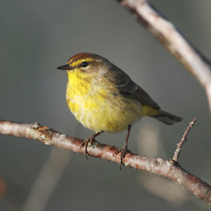 Palm Warbler bird illustration from the Spring Songbirds Workshop by Down East Adventures, showcasing detailed bird artwork.