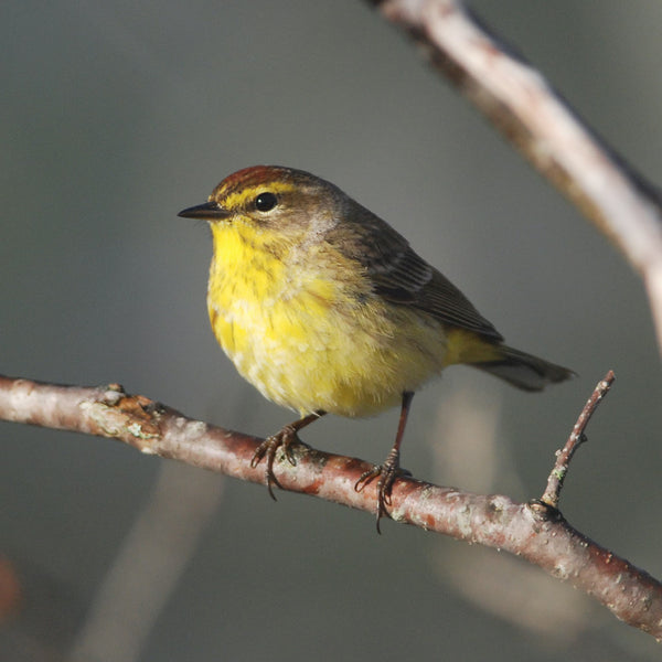 Spring Songbirds Workshop