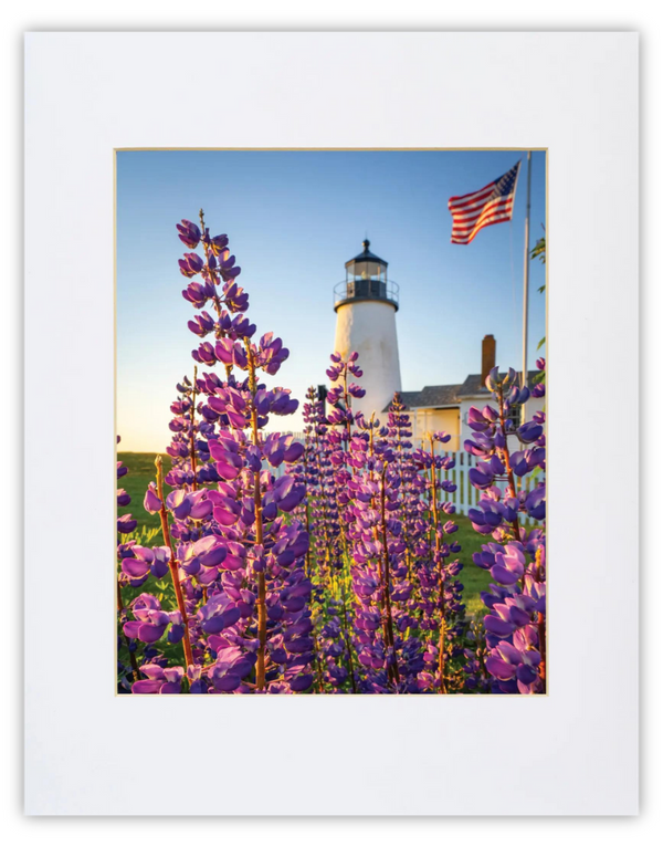 Pemaquid Lupines Print