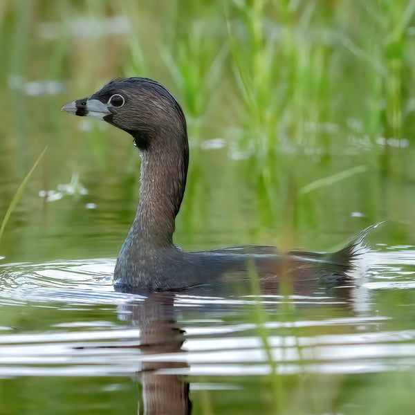 North Woods Wildlife Photography Adventure