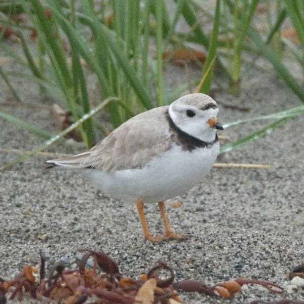 Summer Shorebirds Workshop