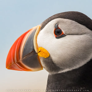 Photographers participating in the Puffin Machias Seal Island Photography Workshop with Down East Adventures, capturing puffin images on the island.