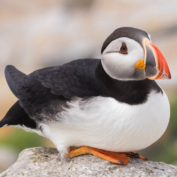 Puffin Machias Seal Island Photography Workshop