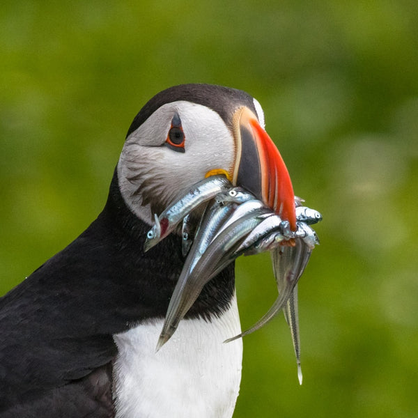 Puffin Machias Seal Island Photography Workshop