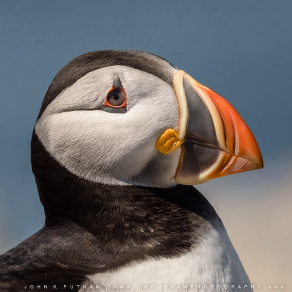 Puffin Machias Seal Island Photography Workshop