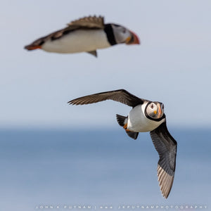 Photograph of puffins on Machias Seal Island taken during the Puffin Machias Seal Island Photography Workshop by Down East Adventures