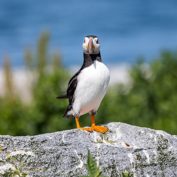 Puffin Machias Seal Island Photography Workshop