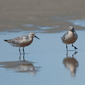 Red knot shorebird resting on a sandy beach during summer, photographed at Hills Beach by Down East Adventures.
