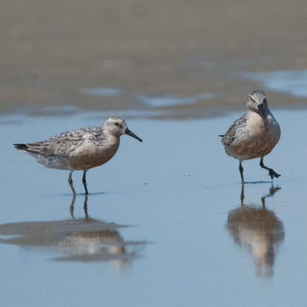 Summer Shorebirds Workshop