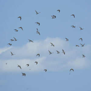 Semipalmated sandpipers in flight during a summer shorebirds workshop by Down East Adventures on Eastern Road.