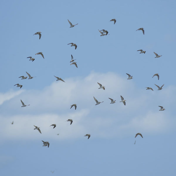 Summer Shorebirds Workshop