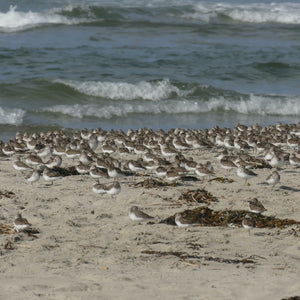 Flock of shorebirds on Popham Beach during summer, captured during Down East Adventures' Shorebirds Workshop.