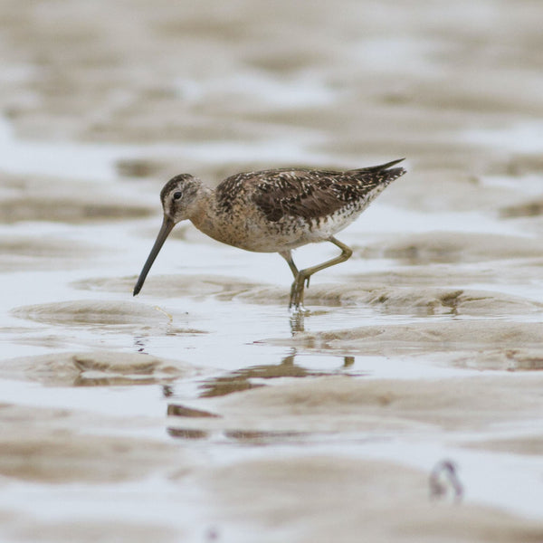 Summer Shorebirds Workshop