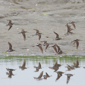 Short-billed dowitchers participating in a Summer Shorebirds Workshop by Down East Adventures, standing in a coastal wetland.