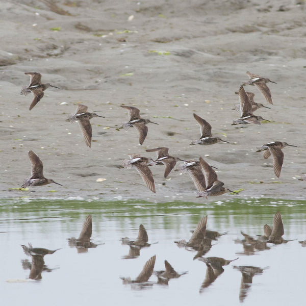 Summer Shorebirds Workshop