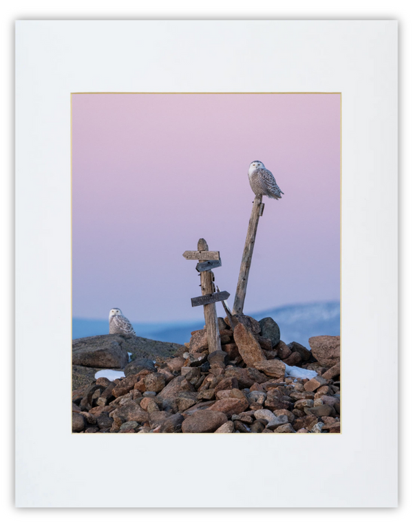 Snowy Owls Print