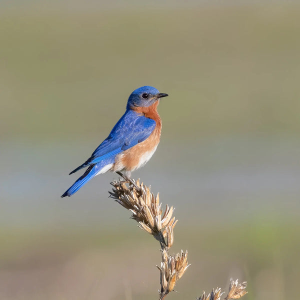 Southern Maine Coastal Spring Birds Photography Workshop