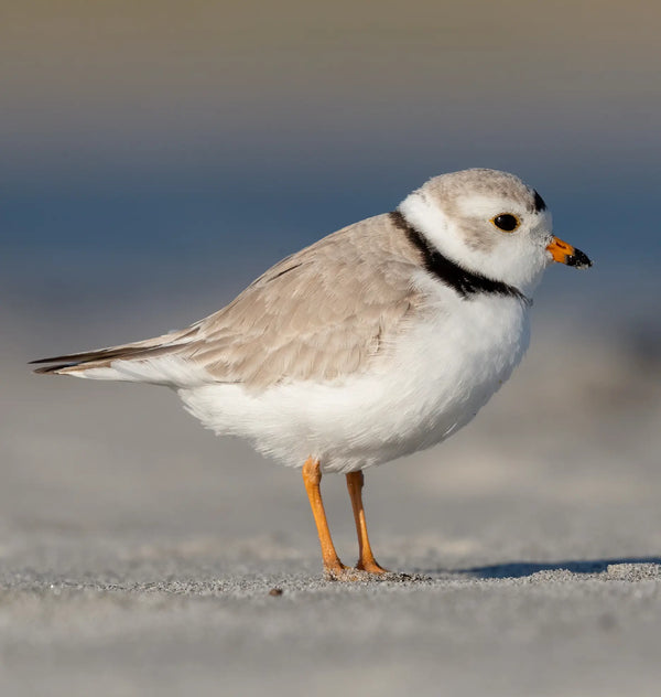 Southern Maine Coastal Spring Birds Photography Workshop