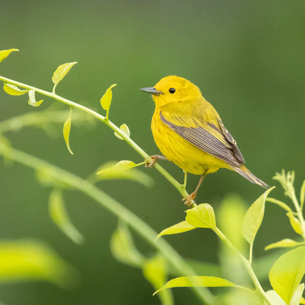 Southern Maine Coastal Spring Birds Photography Workshop