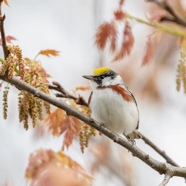 Southern Maine Coastal Spring Birds Photography Workshop